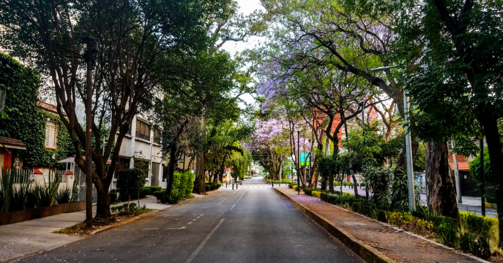 City street with trees