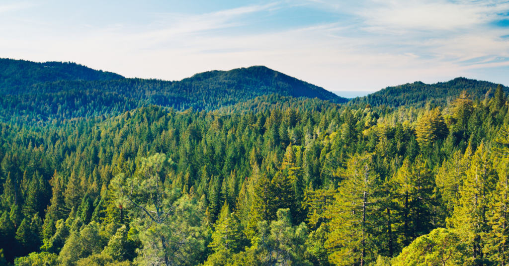 Trees and hills